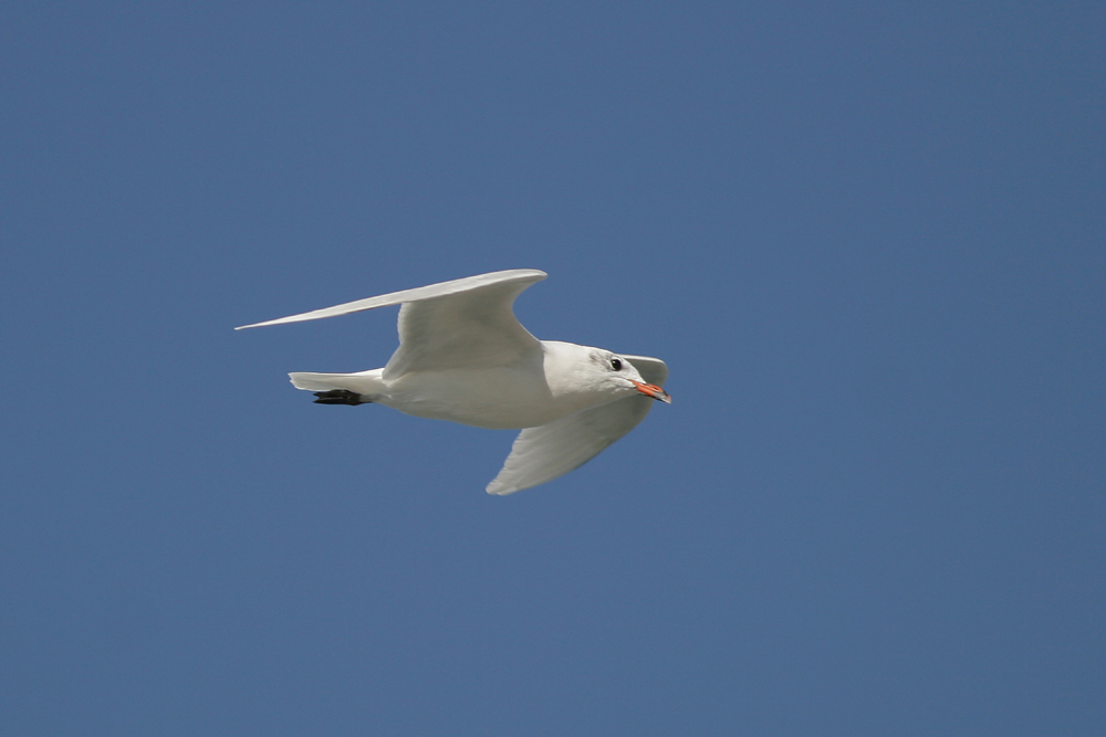 Gabbiano corallino - Larus melanocephalus